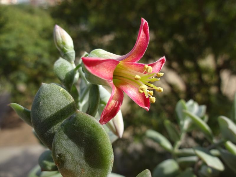 Una foto de Cotyledon woodii  
