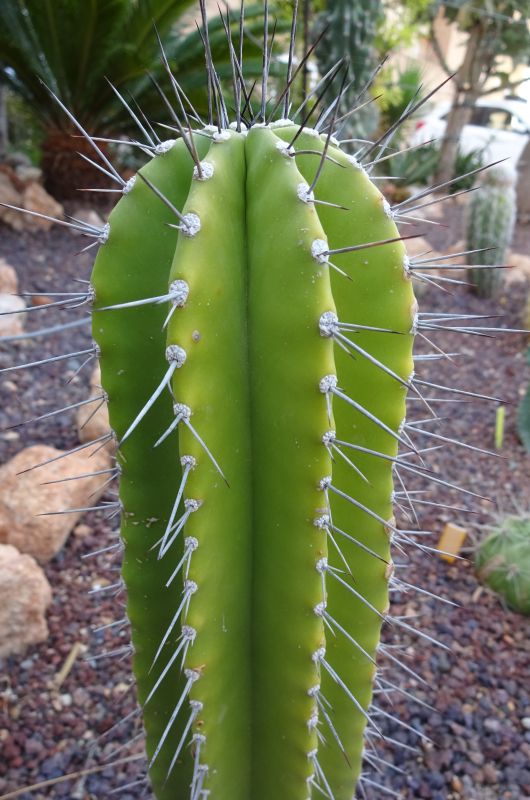 Una foto de Cephalocereus euphorbioides