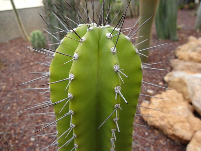 Una foto de Cephalocereus euphorbioides
