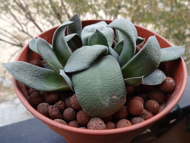A photo of Gasteria glomerata