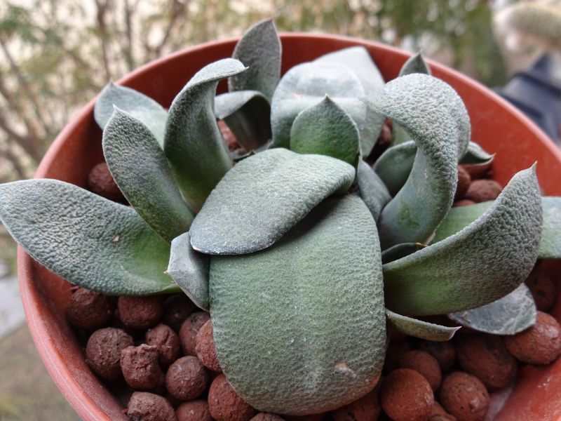 A photo of Gasteria glomerata