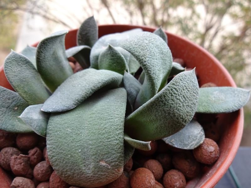 A photo of Gasteria glomerata