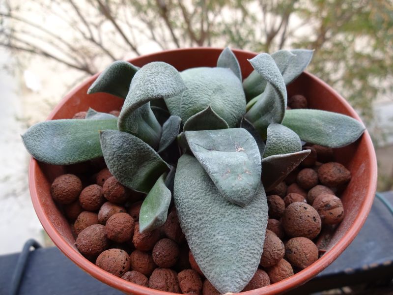 A photo of Gasteria glomerata