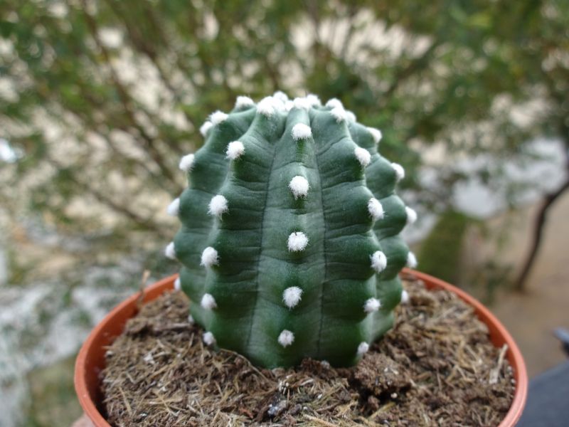 A photo of Echinocereus triglochidiatus subsp. mojavensis