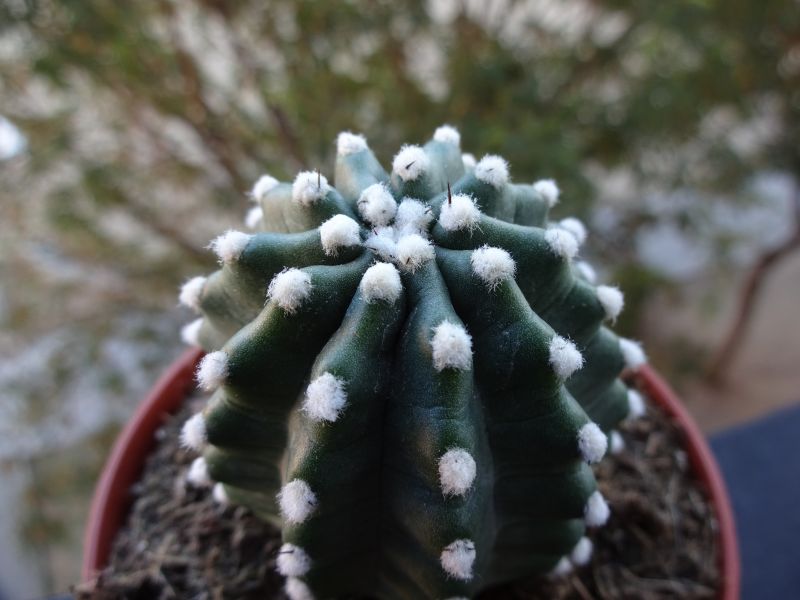 A photo of Echinocereus triglochidiatus subsp. mojavensis