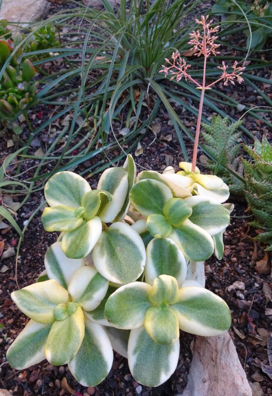 Una foto de Crassula multicava fma. variegada
