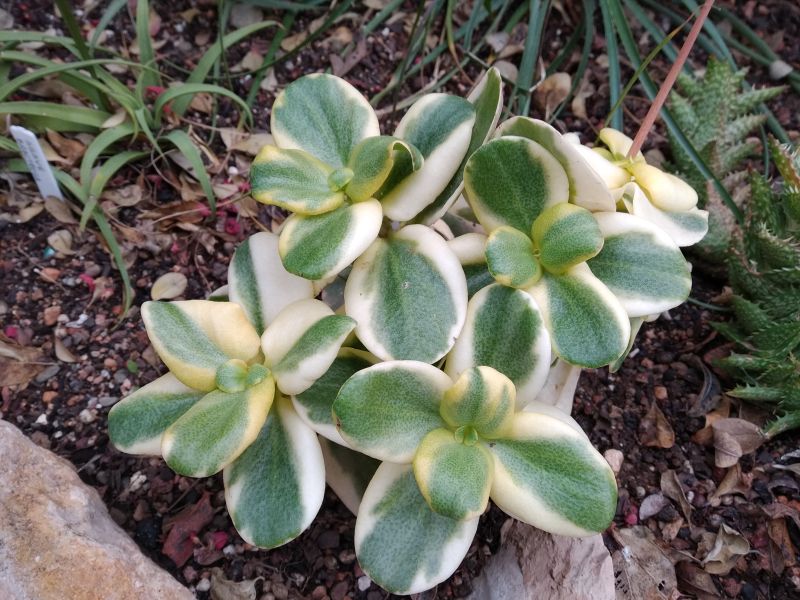 Una foto de Crassula multicava fma. variegada
