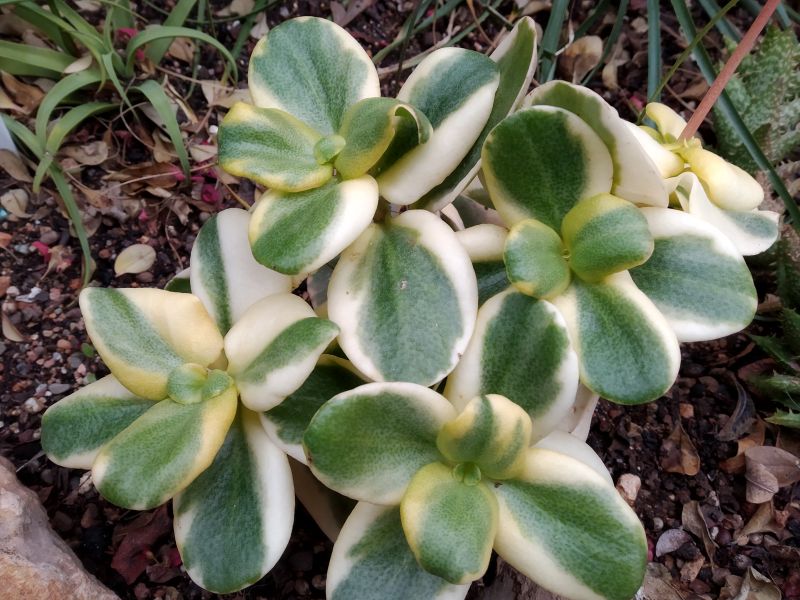 Una foto de Crassula multicava fma. variegada