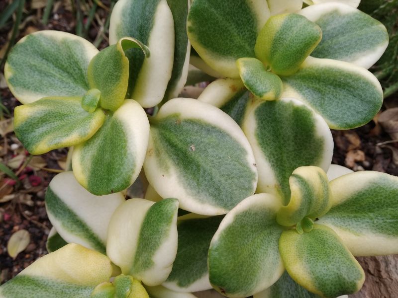 Una foto de Crassula multicava fma. variegada