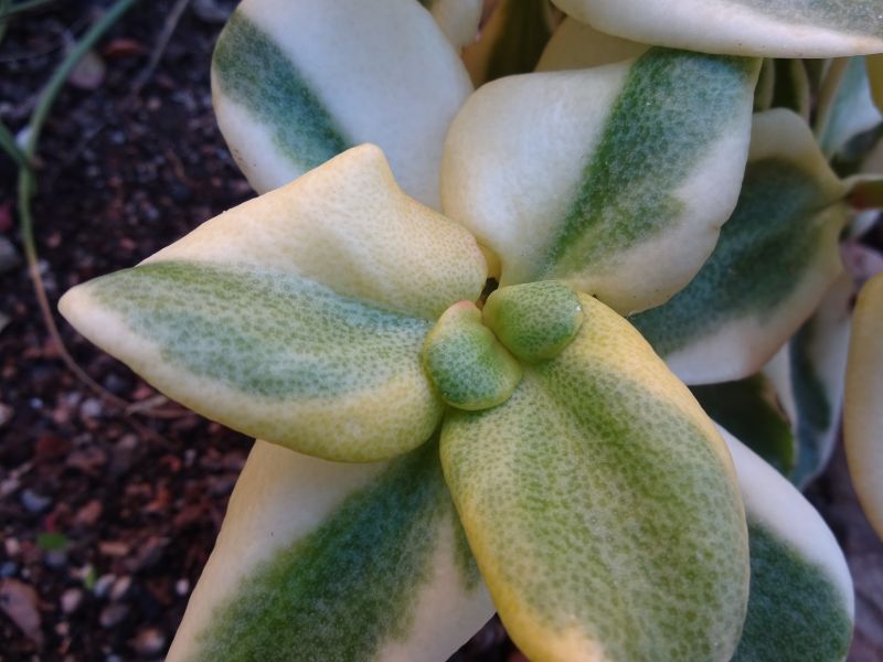 Una foto de Crassula multicava fma. variegada