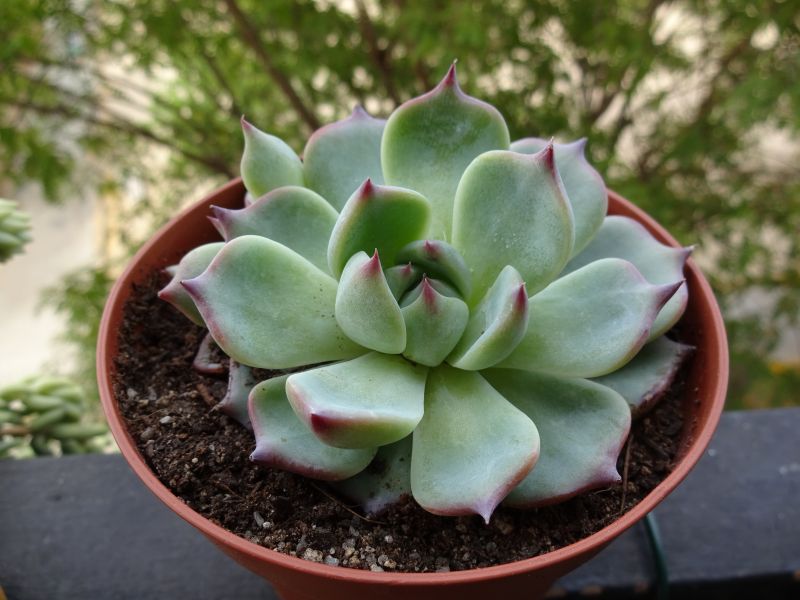 Una foto de Echeveria chihuahuaensis