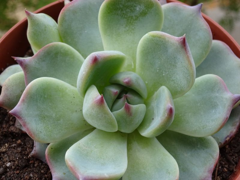 Una foto de Echeveria chihuahuaensis