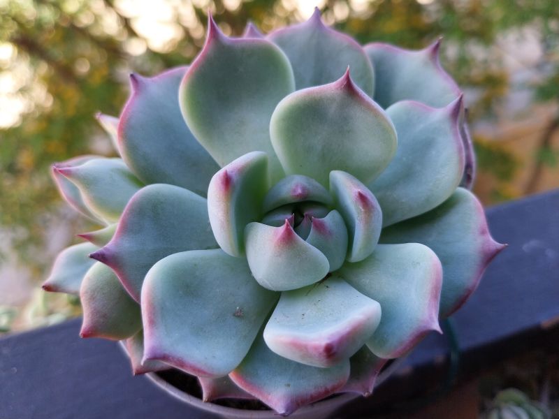Una foto de Echeveria chihuahuaensis