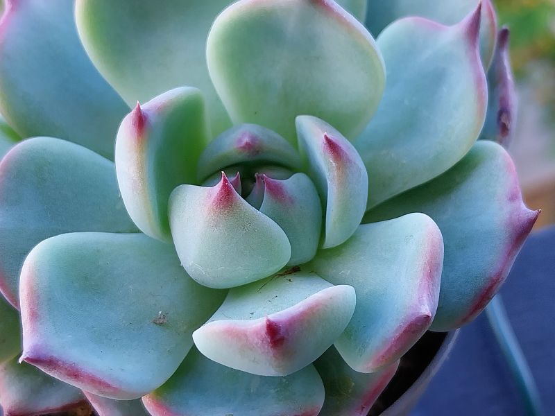 Una foto de Echeveria chihuahuaensis