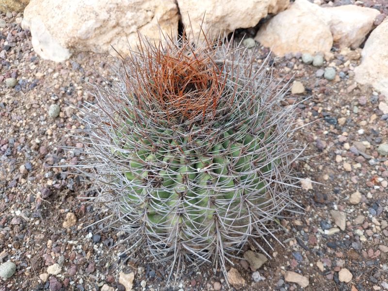 A photo of Denmoza rhodacantha