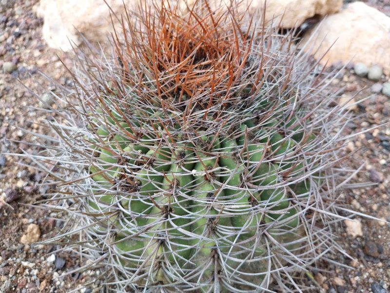 A photo of Denmoza rhodacantha
