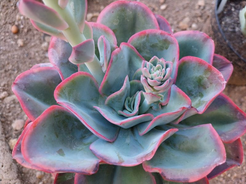 Photo of a cactus currently being identified