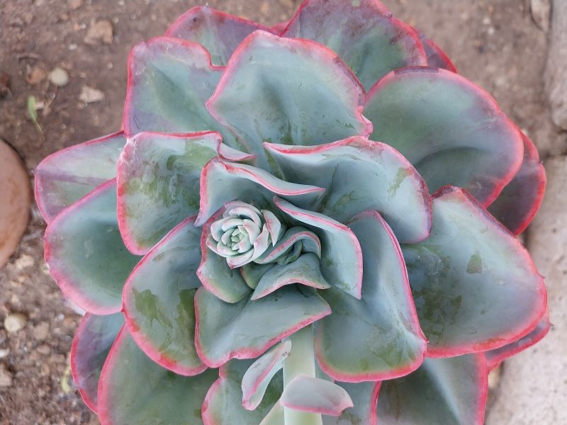 Photo of a cactus currently being identified