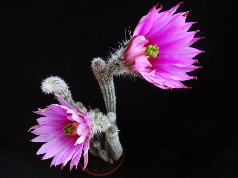 A photo of Echinocereus poselgeri