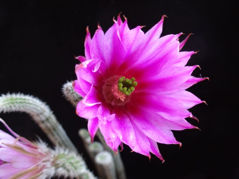 A photo of Echinocereus poselgeri