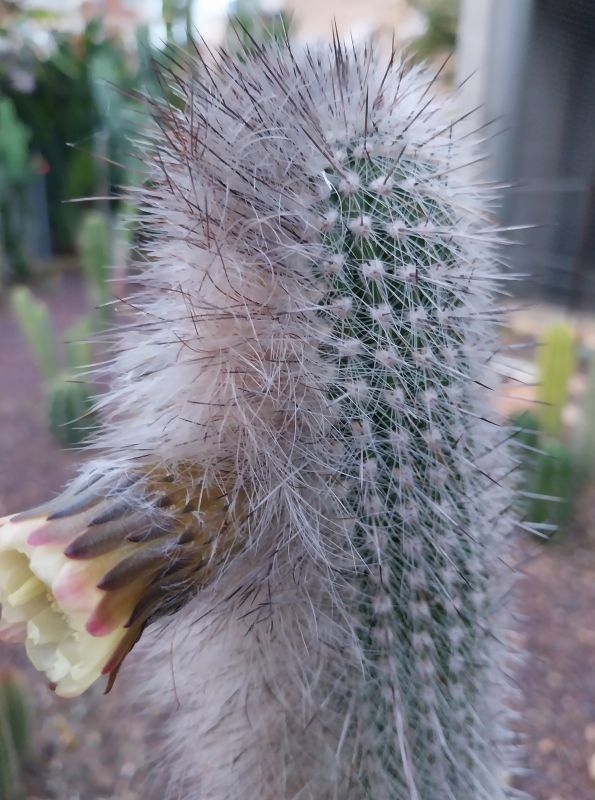 A photo of Espostoa blossfeldiorum