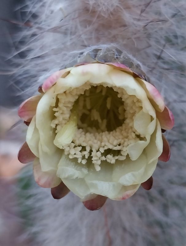 Una foto de Espostoa blossfeldiorum