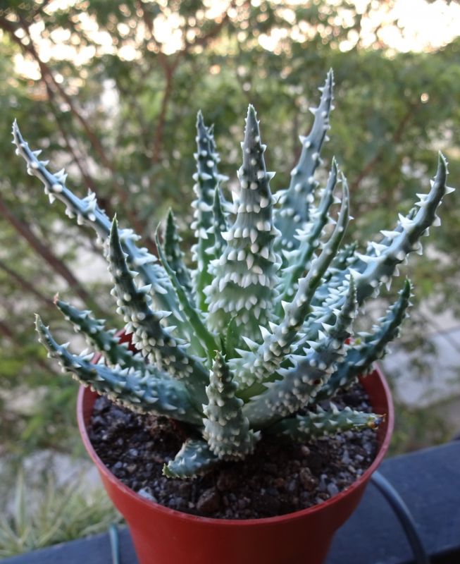 A photo of Aloe humilis  