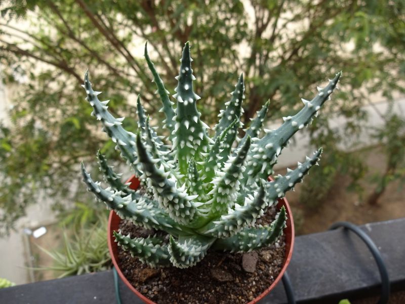 A photo of Aloe humilis  