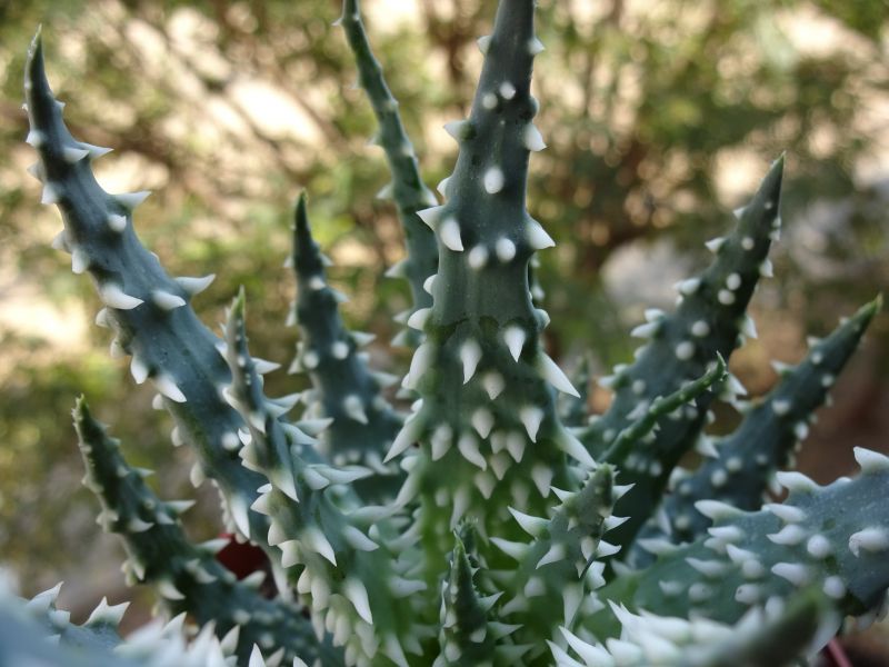 A photo of Aloe humilis  
