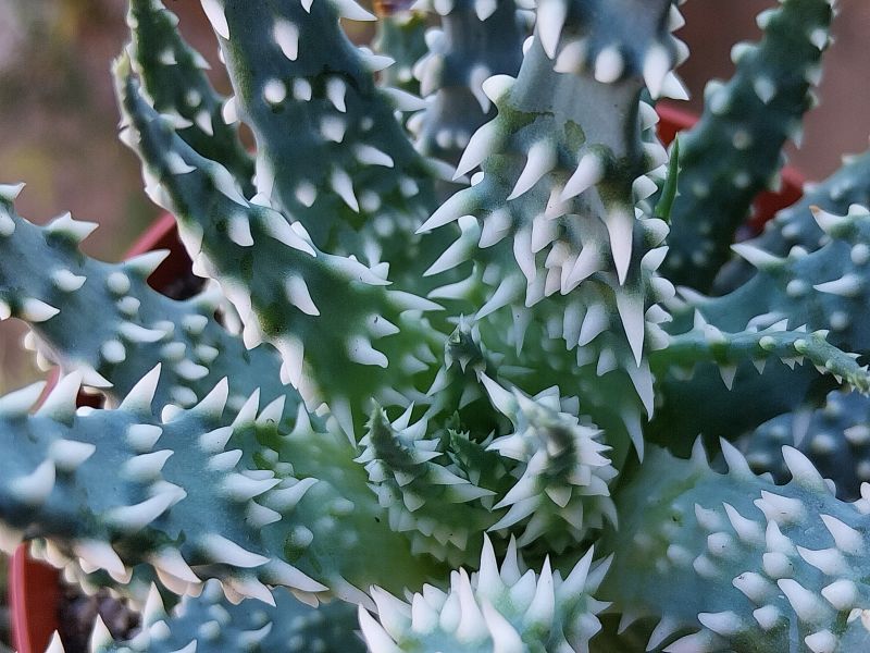 A photo of Aloe humilis  