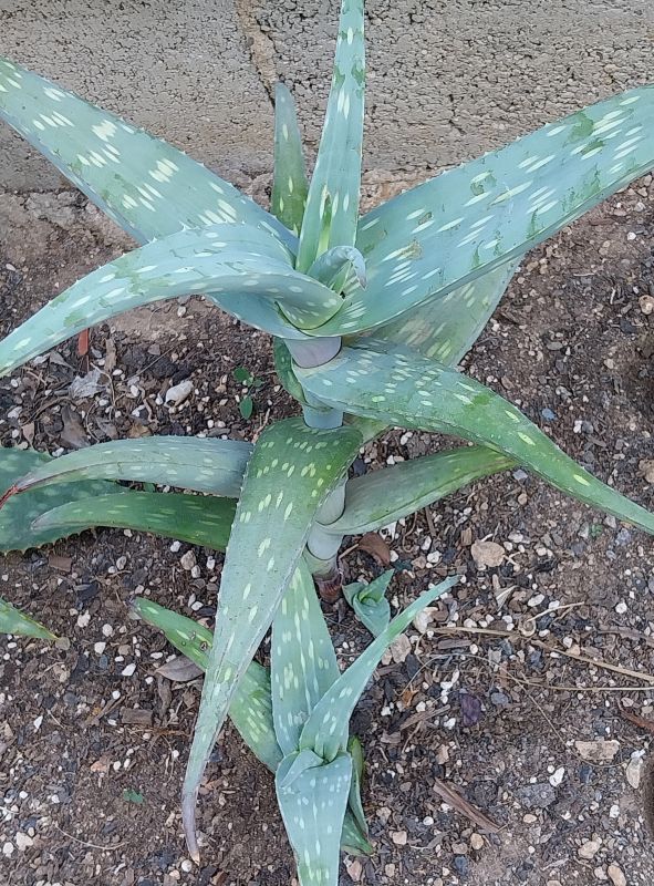 A photo of Aloe turkanensis  
