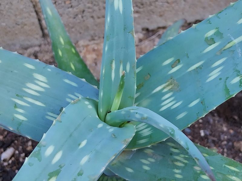 A photo of Aloe turkanensis  