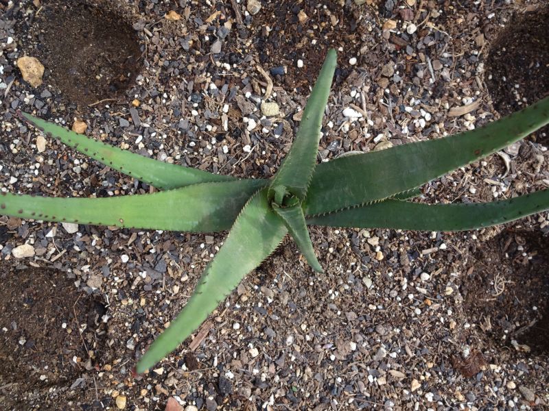 Una foto de Aloe wickensii