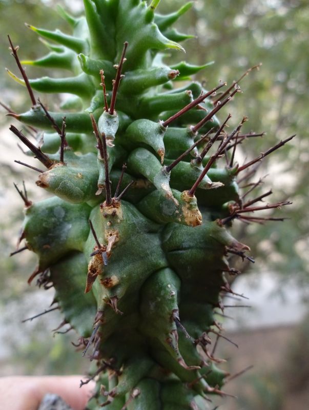 Una foto de Euphorbia horrida fma. monstruosa