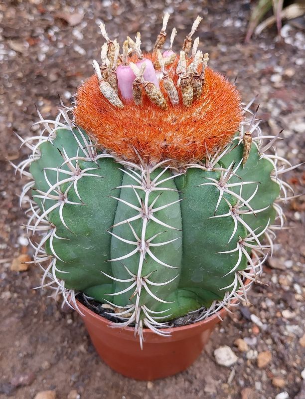 A photo of Melocactus matanzanus