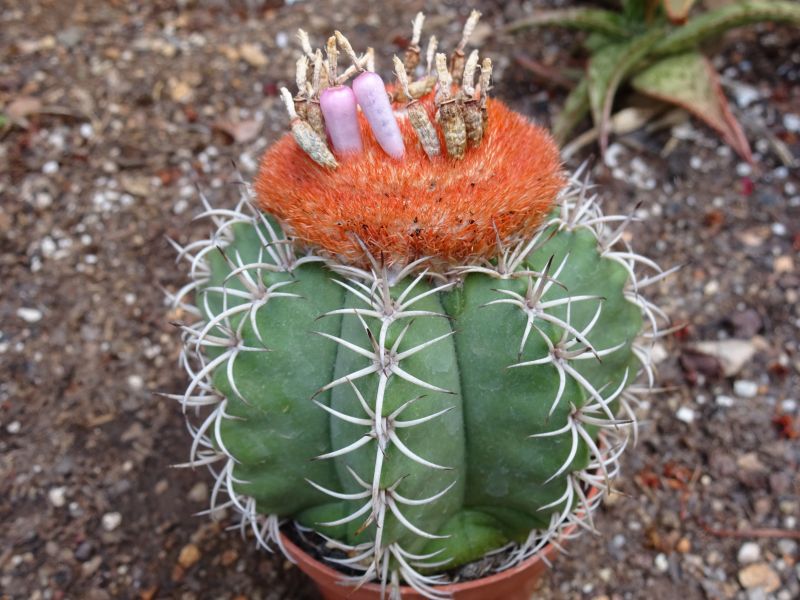 A photo of Melocactus matanzanus