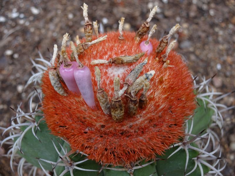 A photo of Melocactus matanzanus