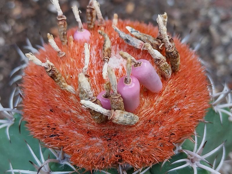 A photo of Melocactus matanzanus