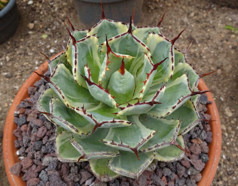 A photo of Agave potatorum cv. Kichijokan