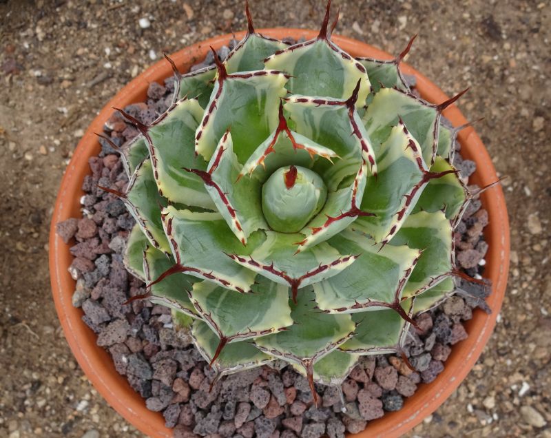 A photo of Agave potatorum cv. Kichijokan