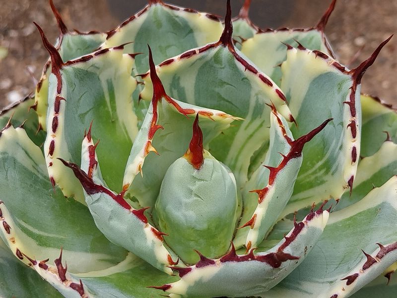 A photo of Agave potatorum cv. Kichijokan