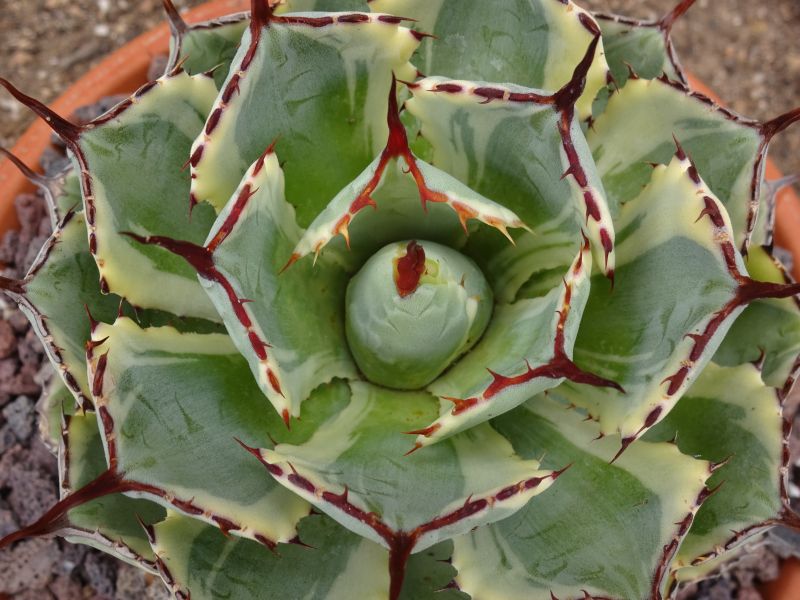 A photo of Agave potatorum cv. Kichijokan