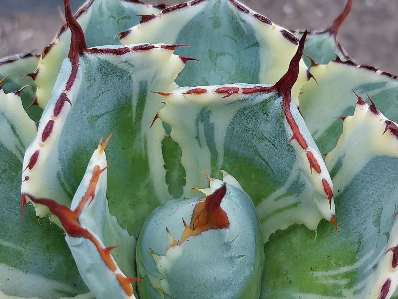 A photo of Agave potatorum cv. Kichijokan