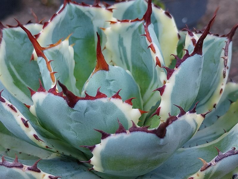 A photo of Agave potatorum cv. Kichijokan