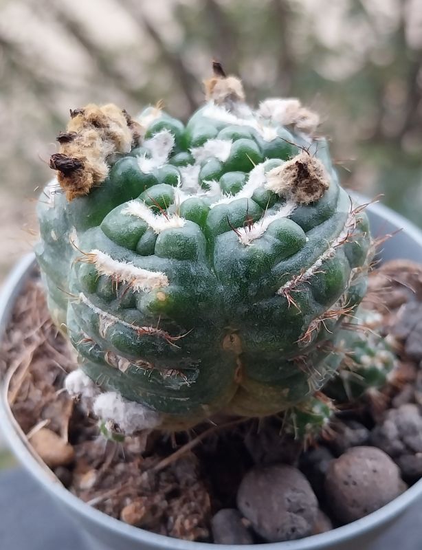 Photo of a cactus currently being identified