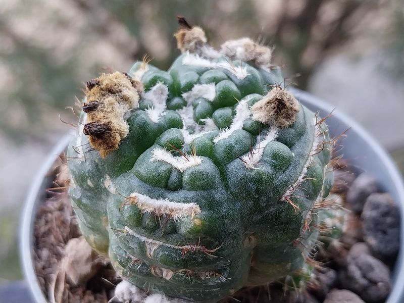 Photo of a cactus currently being identified