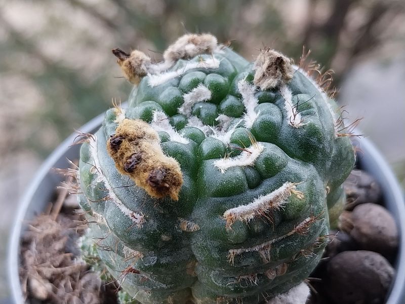 Photo of a cactus currently being identified