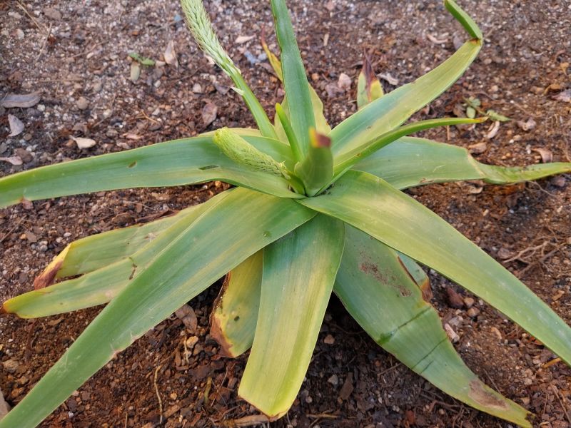 Foto de un cactus que se está identificando actualmente