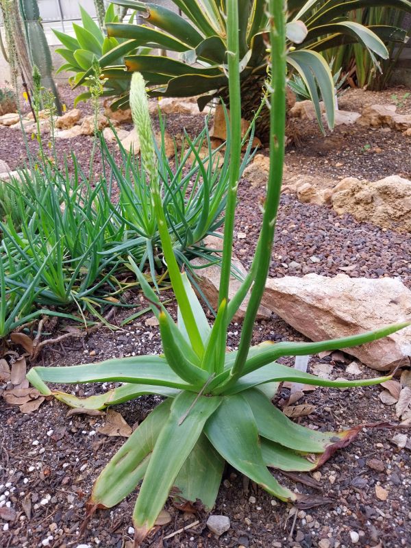 Foto de un cactus que se está identificando actualmente