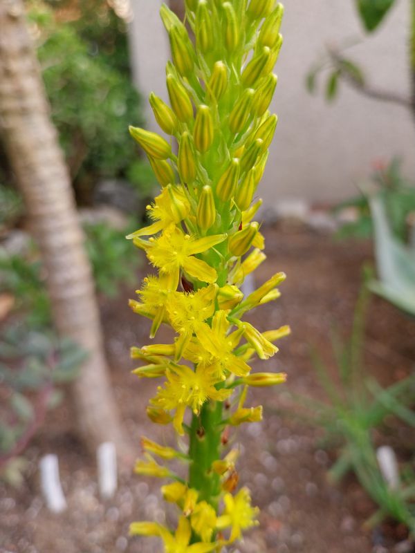 Foto de un cactus que se está identificando actualmente
